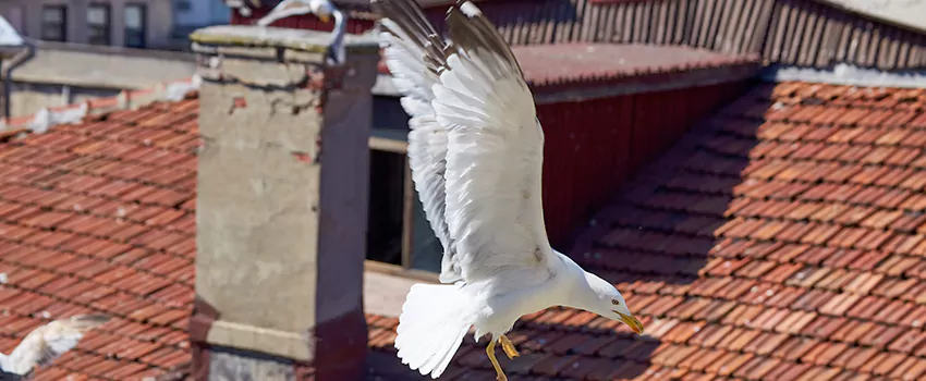 Residential Chimney Animal Removal Solution in Parkville, MD